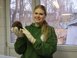 Natalie Gauggel ist die Expertin im Augsburger Tierheim, wenn es um Igel geht.