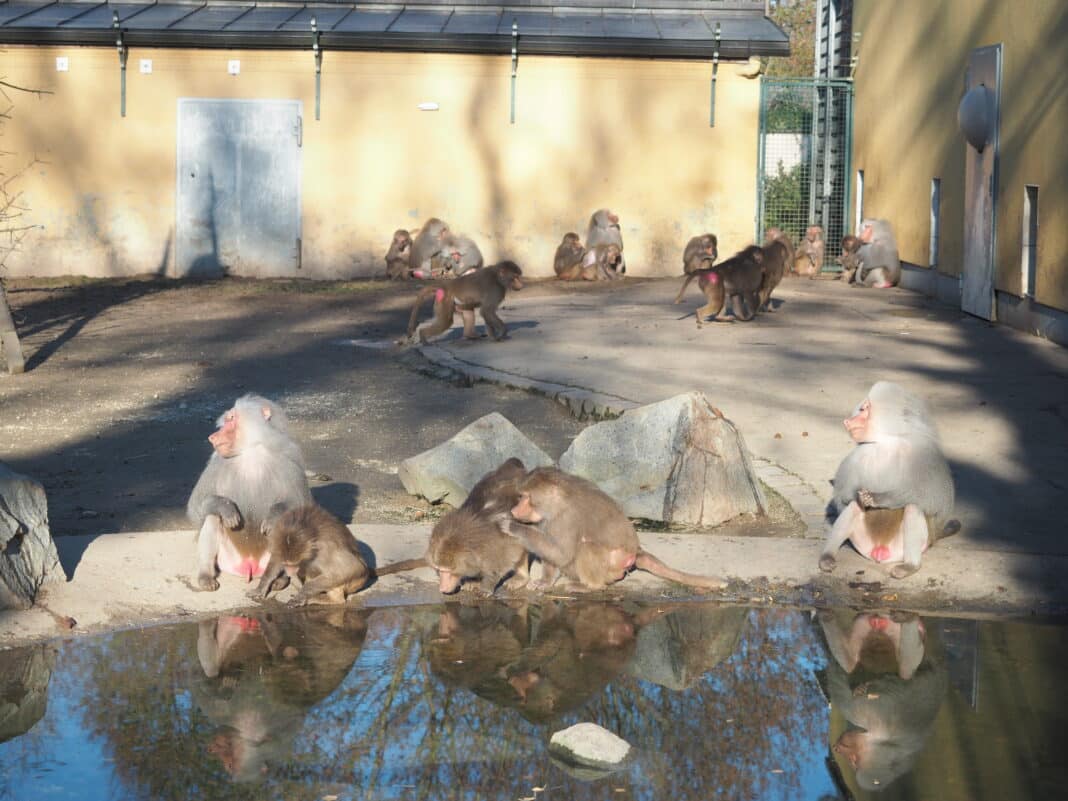 Augsburger Zoo