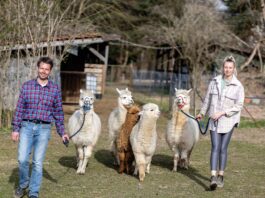 Volker Waschk und Lena Faßbender mit ihrer Alpaka-Herde, die regelmäßig von Besuchern zum „Spazierengehen“ gebucht werden. In der Western-City Dasing.