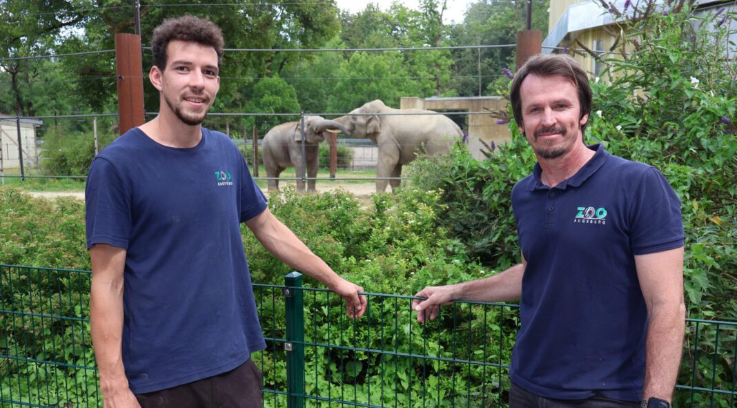 Lukas Klein (links) und Thomas Lipp vor den neuen Elefanten des Augsburger Zoos, Ta Wan und Assam. Die Elefanten haben kein Kontakt zu den anderen Tieren: „Da ist der Besucher dazwischen“, erklärt Lipp. „Und es ist auch nicht geplant.“ Fotos: Julia Greif