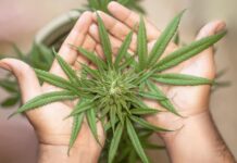 Cannabis Aufzucht und CBD-Blüten: Der komplette Leitfaden für Einsteiger