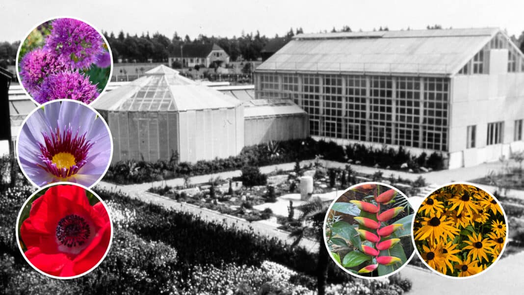 Als Augsburger Stadtgarten begann es vor 90 Jahren am Siebentischpark, inzwischen ist der Botanische Garten ein beliebter Freizeitgarten, der Gäste aus nah und fern empfängt. Die Konzerte am sommerlichen Rosengarten gelten als besonders stimmungsvoll. Fotos: Stadt Augsburg/ Norbert Liesz / Olessja Schulz
